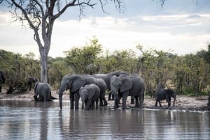 Chobe National Park: Dagstur med flodkrydstogt