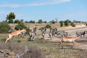 Chobe National Park: Day Trip with River Cruise
