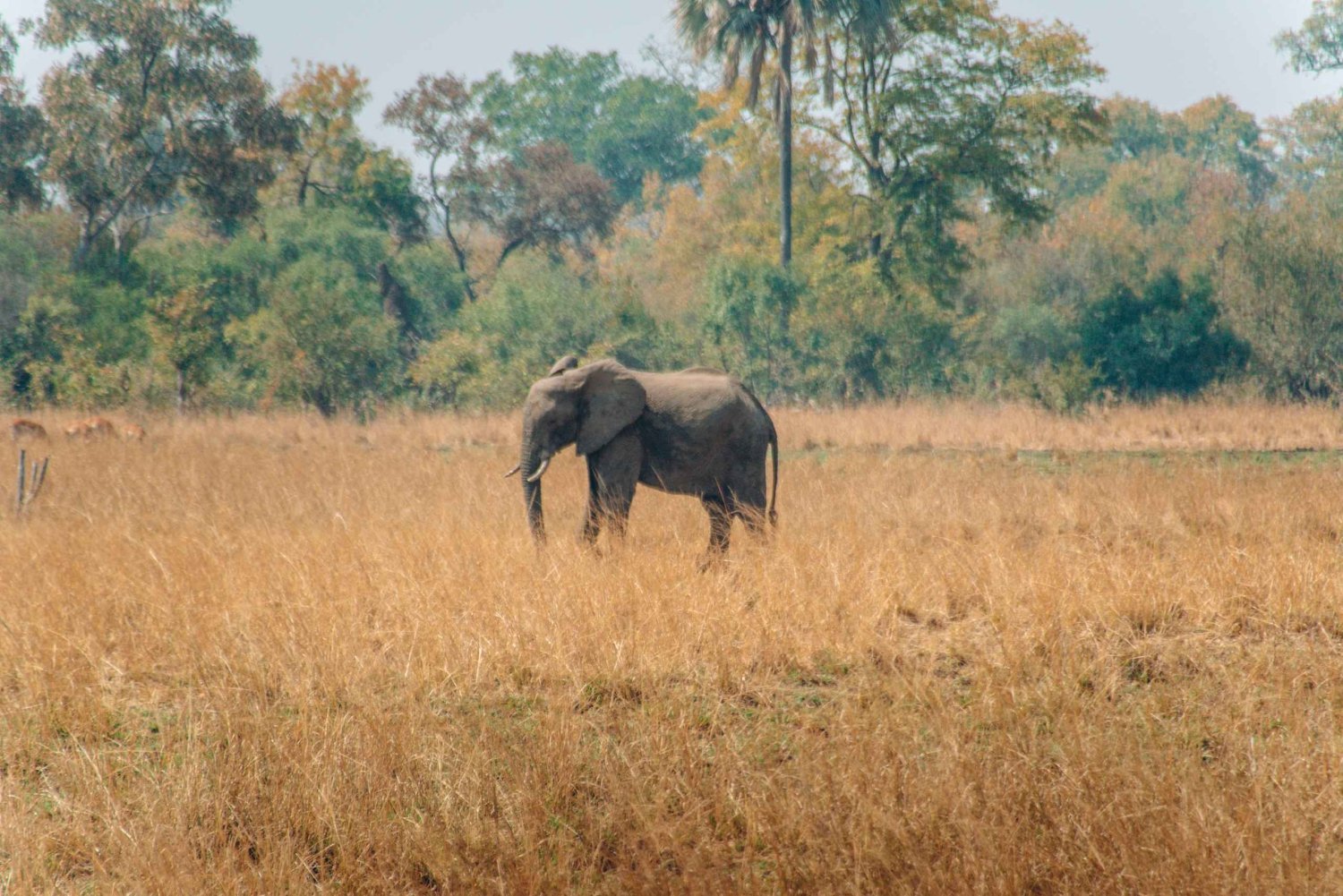 Prywatna wycieczka 1-dniowa do Chobe Luksusowe safari