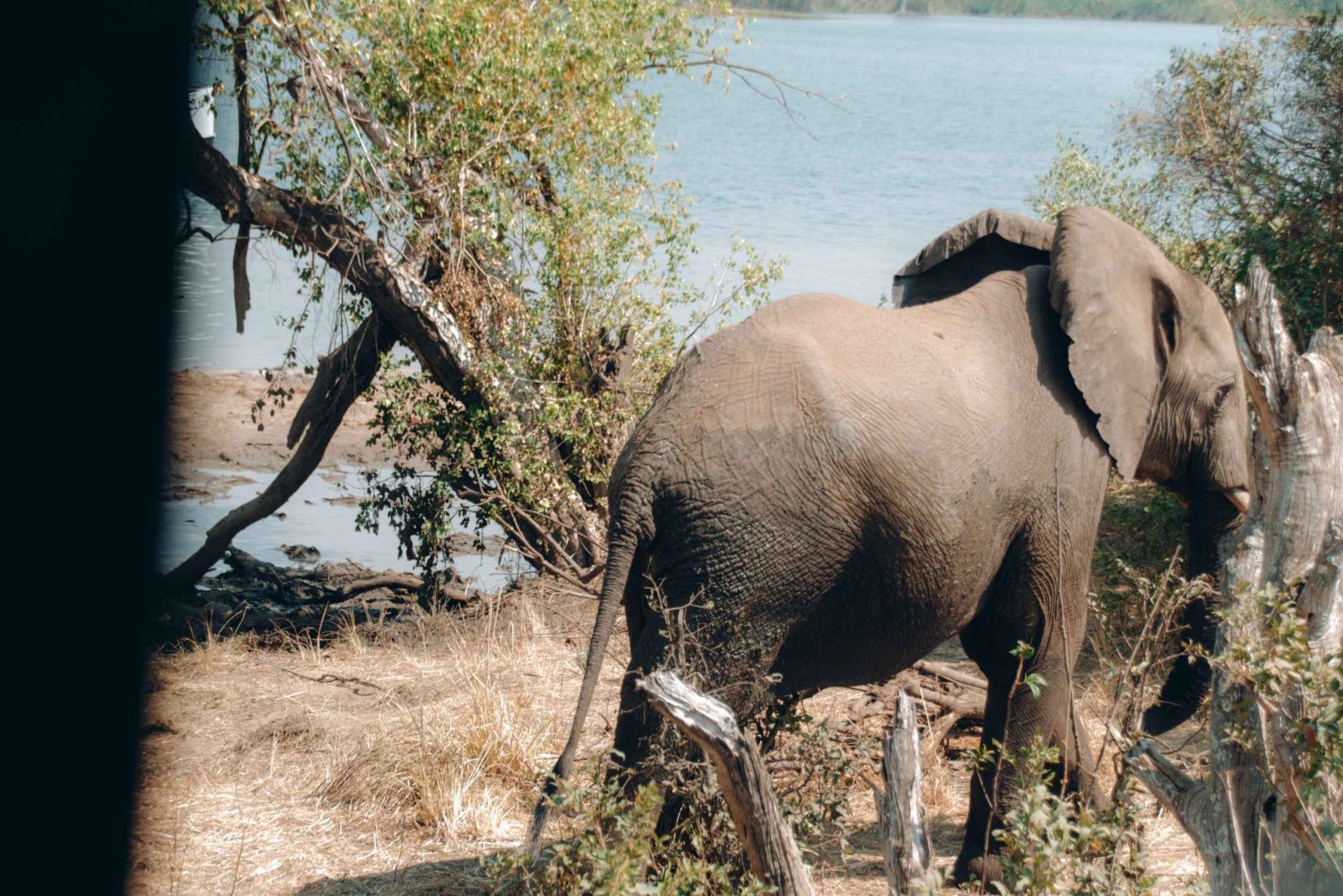 Prywatna wycieczka 1-dniowa do Chobe Luksusowe safari