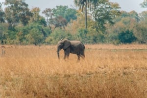 Prywatna wycieczka 1-dniowa do Chobe Luksusowe safari
