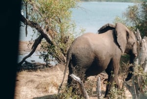 Prywatna wycieczka 1-dniowa do Chobe Luksusowe safari