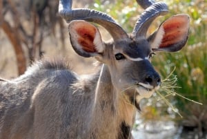 Prywatna wycieczka 1-dniowa do Chobe Luksusowe safari