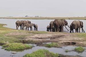 Dagtrip vanuit Victoria Falls: Chobe NP Land en Rivier Safari