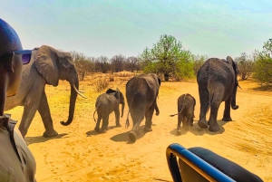 Dagtrip vanuit Victoria Falls: Chobe NP Land en Rivier Safari