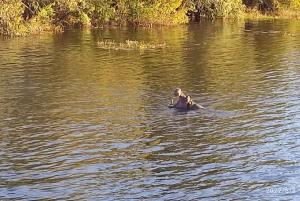 Dagtrip vanuit Victoria Falls: Chobe NP Land en Rivier Safari