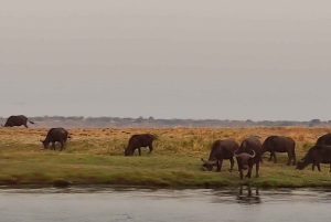 Dagtrip vanuit Victoria Falls: Chobe NP Land en Rivier Safari