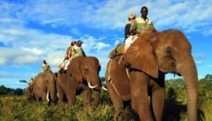 Elephant Back Safari - Safari Par Excellence