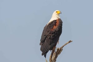 Escápate a la tranquilidad: el río Zambezi en 6 días