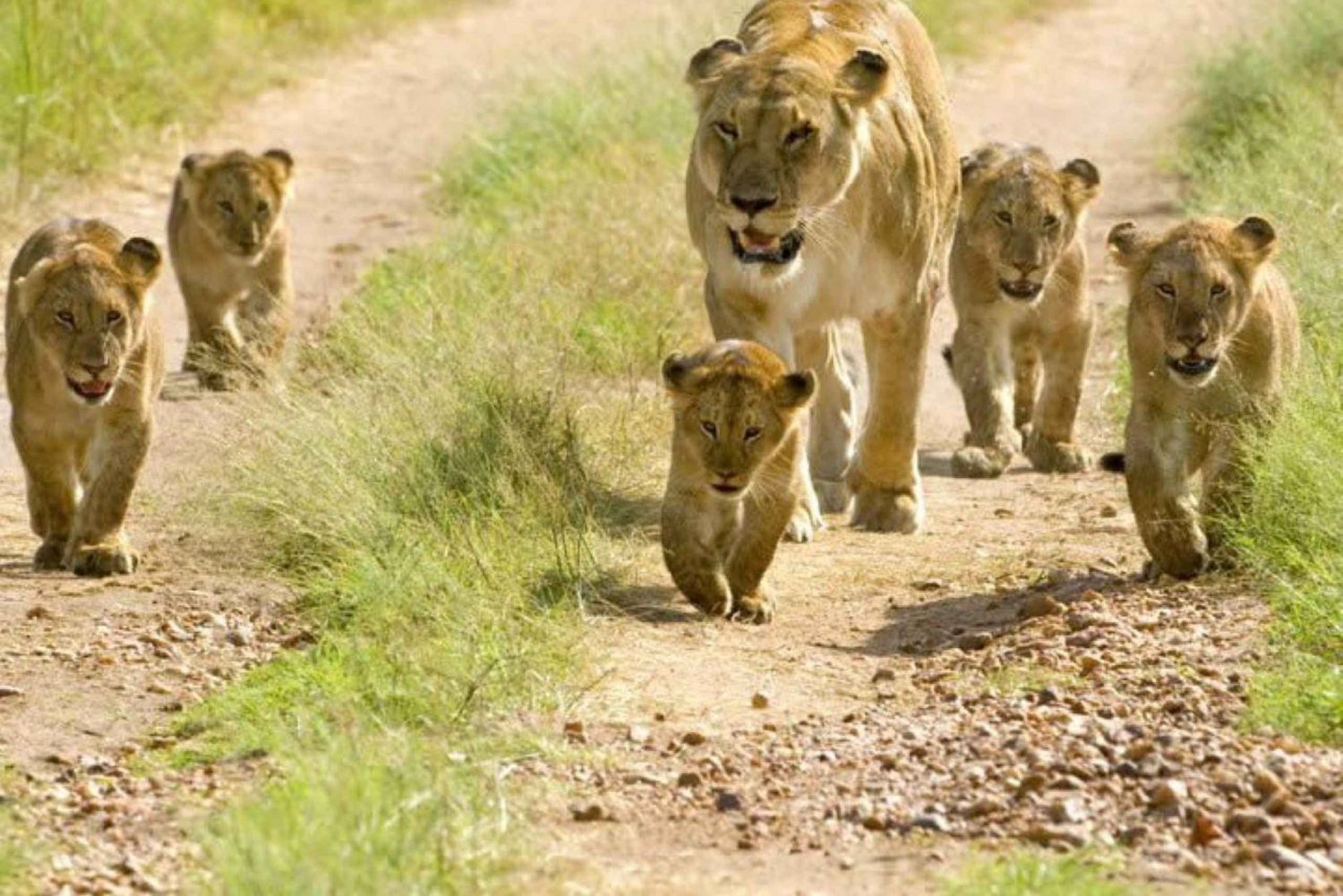 Ab Dar es Salaam: Mikumi Nationalpark Tagestour