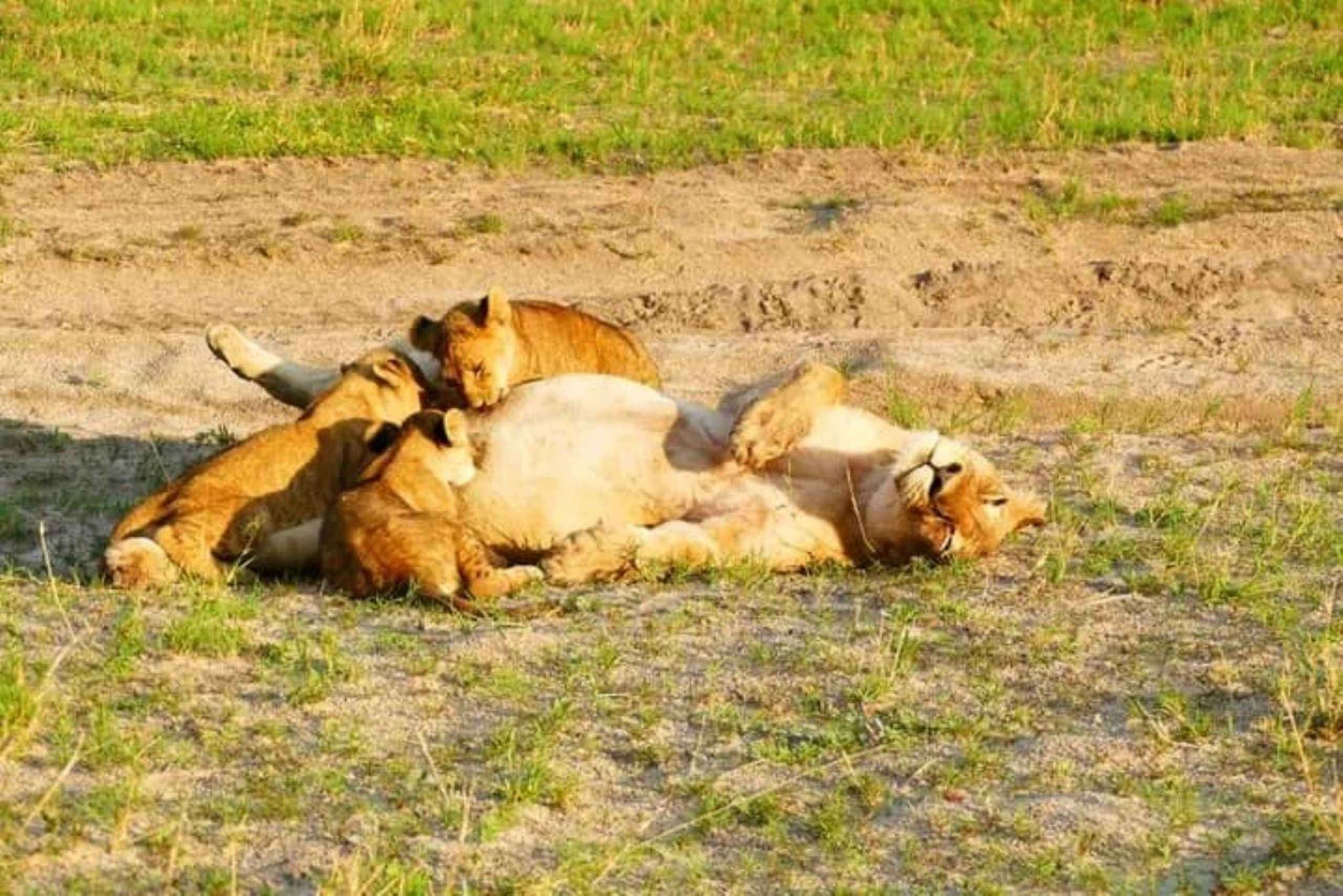 Depuis Livingstone : excursion d'une journée au parc national de Chobe avec déjeuner