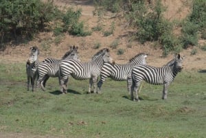 Z Livingstone: safari w Parku Narodowym Chobe i spacer z nosorożcami
