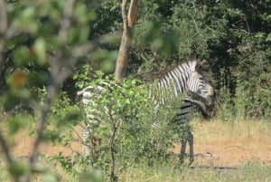 Z Livingstone: safari w Parku Narodowym Chobe i spacer z nosorożcami