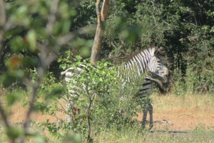 Из Ливингстона: сафари в национальном парке Чобе и прогулка с гидом по следам носорогов