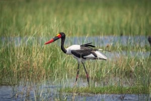 From Livingstone: Lochinvar National Park 3 Day Birdwatching