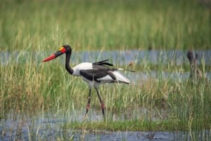 Från Livingstone: Lochinvar National Park 3 Day Birdwatching