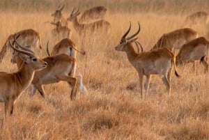 Från Livingstone: Lochinvar National Park 3 Day Birdwatching