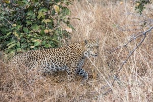 Från Livingstone & Victoriafallen: Kombination av forsränning och safari
