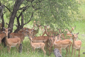 From Livingstone: Whitewater Rafting + Chobe Safari Combo