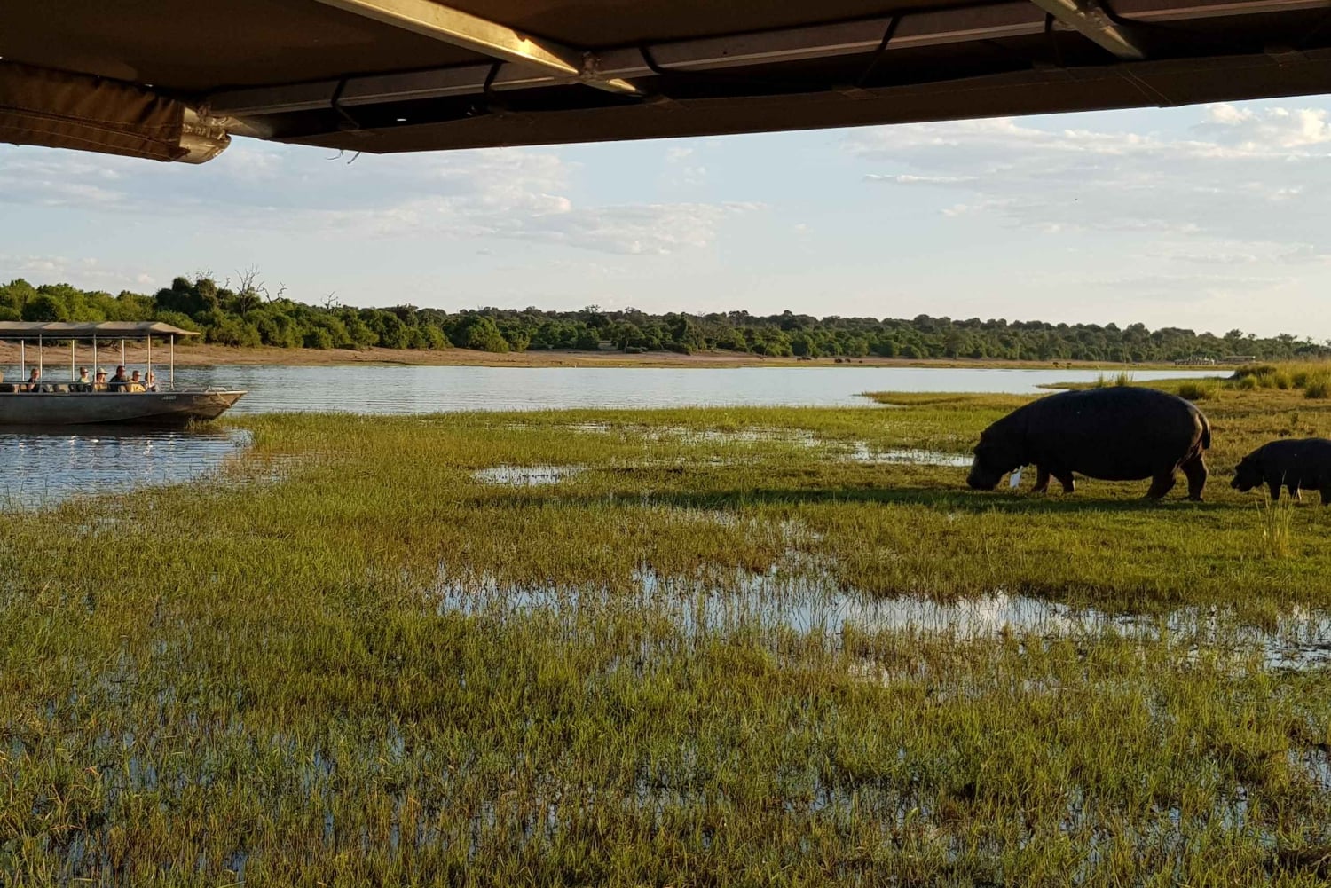 Vanuit Victoria Watervallen: Chobe dagexcursie met lunchbuffet