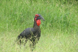 Vanuit Victoria Watervallen: Chobe dagexcursie met lunchbuffet