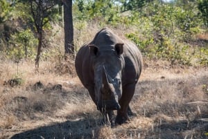 From Victoria Falls: Game drive and Rhino walk (Zambia)