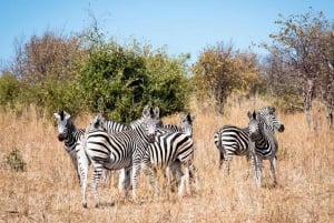 From Victoria Falls: Game drive and Rhino walk (Zambia)