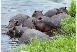 From Victoria Falls: Game drive and Rhino walk (Zambia)