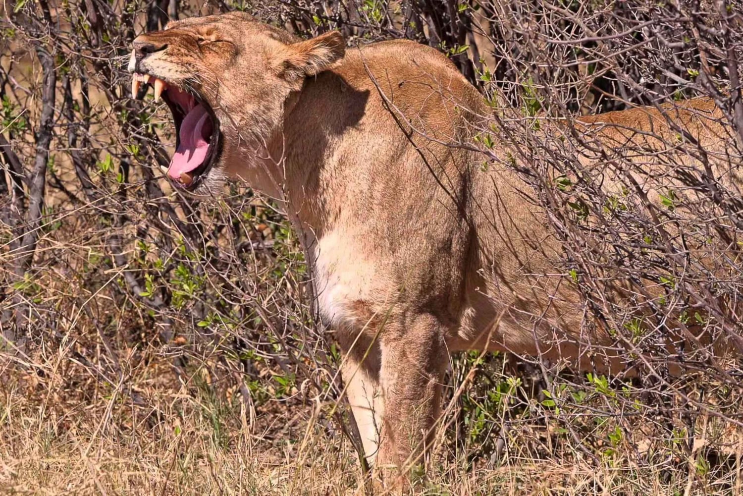 Z Wodospadów Wiktorii: 1-dniowa wycieczka i safari w Parku Narodowym Hwange
