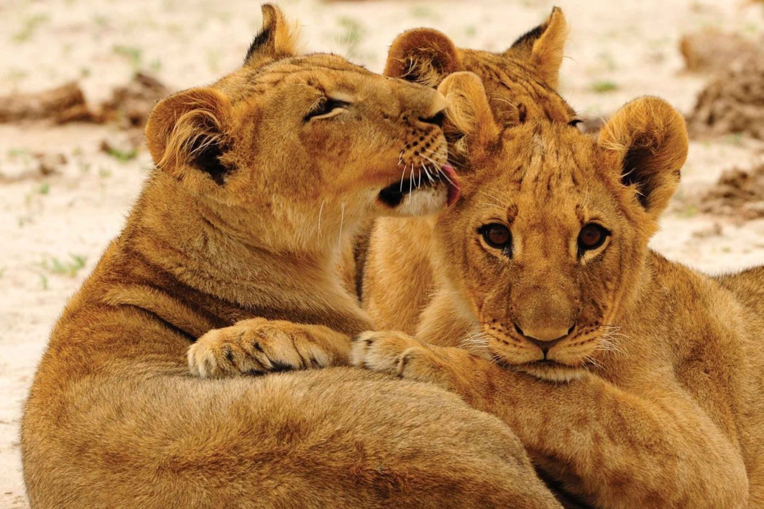 Z Wodospadów Wiktorii: 1-dniowa wycieczka i safari w Parku Narodowym Hwange