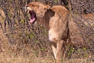 Depuis les chutes Victoria : Excursion et safari dans le parc national de Hwange