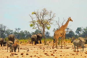 Desde las Cataratas Victoria Excursión de un día al Parque Nacional de Hwange y Safari