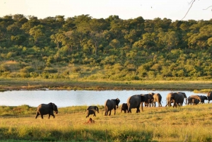 Desde las Cataratas Victoria Excursión de un día al Parque Nacional de Hwange y Safari