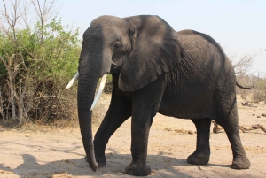 From Victoria Falls: Sunrise to Sunset Chobe Safari