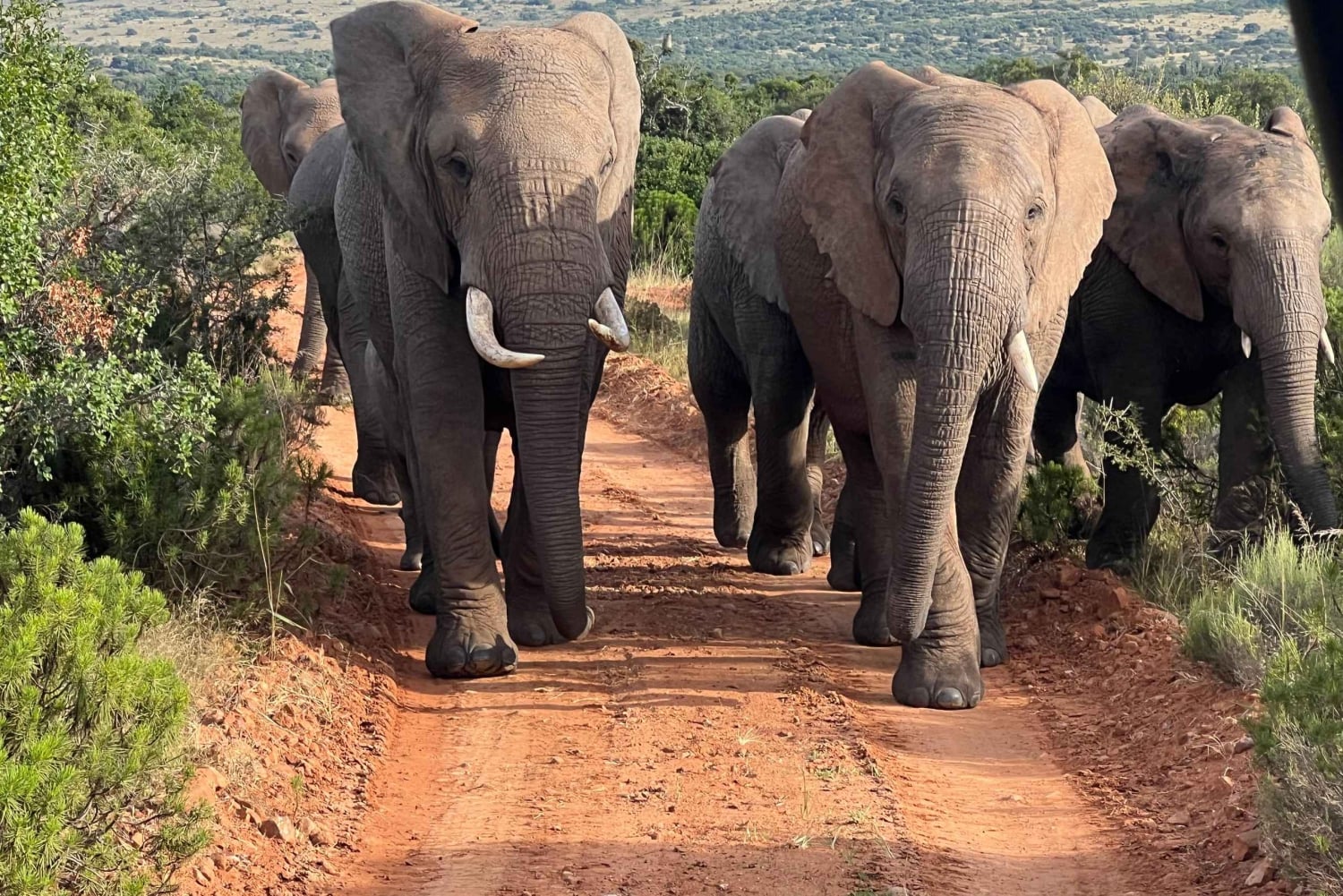 Dalle Cascate Vittoria al Parco Nazionale di Chobe, Avventura Safari