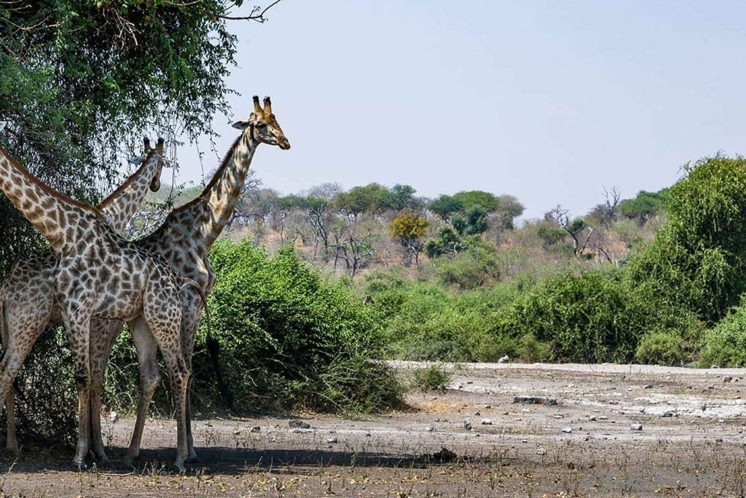 Dalle Cascate Vittoria al Parco Nazionale di Chobe, Avventura Safari