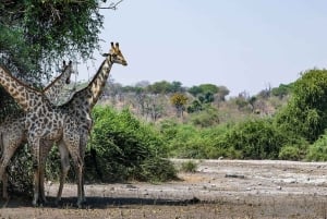 Dalle Cascate Vittoria al Parco Nazionale di Chobe, Avventura Safari