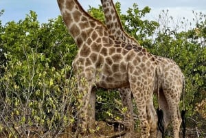 Dalle Cascate Vittoria al Parco Nazionale di Chobe, Avventura Safari