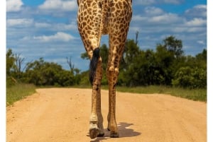 Dalle Cascate Vittoria al Parco Nazionale di Chobe, Avventura Safari