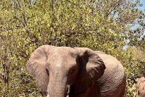 Dalle Cascate Vittoria al Parco Nazionale di Chobe, Avventura Safari
