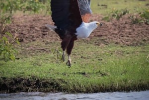 Dalle Cascate Vittoria al Parco Nazionale di Chobe, Avventura Safari