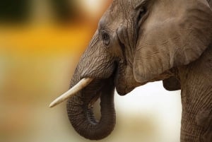 Livingstone: Game Drive and White Rhino Walking Safari