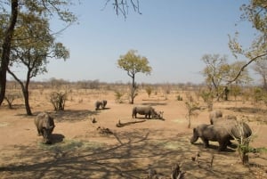 GAME DRIVE AND WHITE RHINO WALKING SAFARI IN LIVINGSTONE