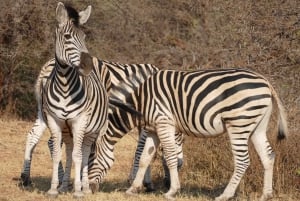 GAME DRIVE AND WHITE RHINO WALKING SAFARI IN LIVINGSTONE