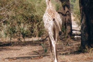 GAME DRIVE AND WHITE RHINO WALKING SAFARI IN LIVINGSTONE