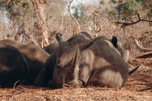 GAME DRIVE AND WHITE RHINO WALKING SAFARI IN LIVINGSTONE