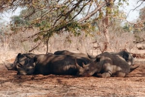 GAME DRIVE AND WHITE RHINO WALKING SAFARI IN LIVINGSTONE