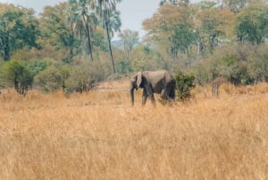 GAME DRIVE AND WHITE RHINO WALKING SAFARI IN LIVINGSTONE