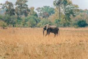 GAME DRIVE AND WHITE RHINO WALKING SAFARI IN LIVINGSTONE