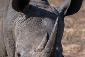 Recorrido de caza más paseo corto por el Rinoceronte Blanco